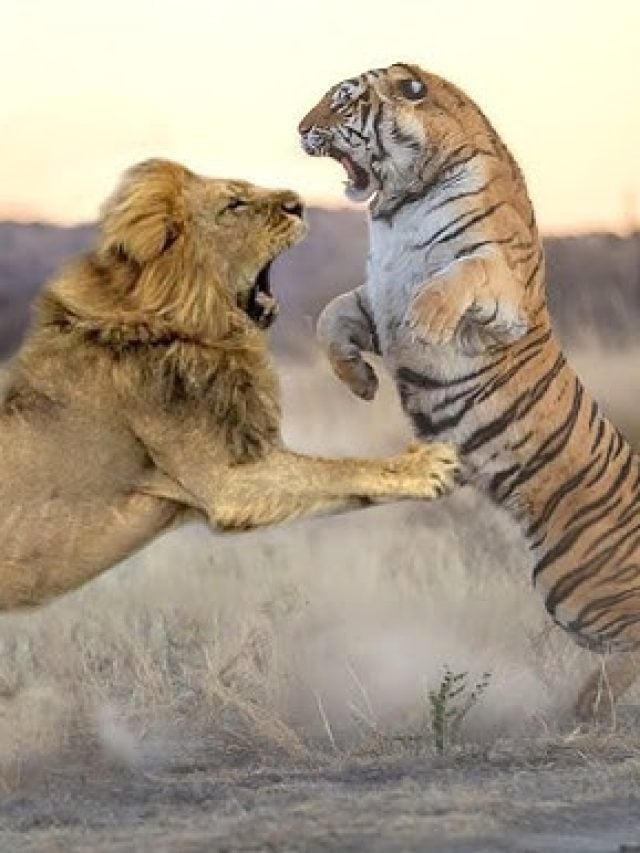 Lion Vs Tiger: शेर और टाइगर में कौन है ज्यादा खतरनाक? जानिये