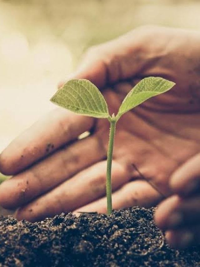 क्या है उत्तराखंड का हरेला पर्व जहां, रोपे जाएंगे 11 लाख पौधे