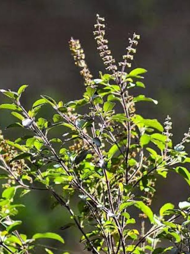 तुलसी के पास कौन से पौधे नहीं लगाना चाहिए? वरना सूख जाएगा हरा-भरा पौधा