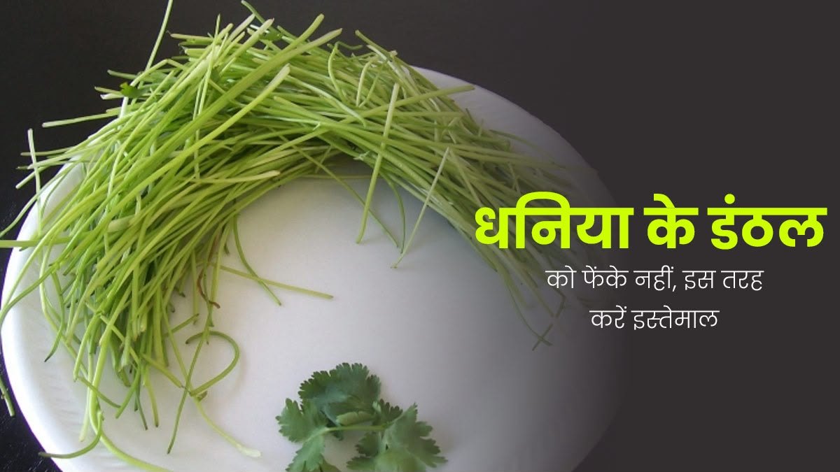हरे धनिए के डंठल फेंकना छोड़ दें, जानिए इनके शानदार इस्तेमाल और सेहत से जुड़े फायदे