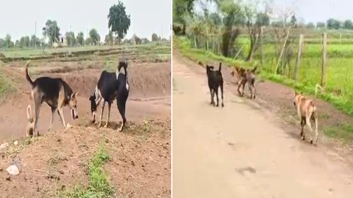 आवारा कुत्तों का आतंक: चार महीनों में डॉग बाइट के 662 मामले, स्नेक बाइट के आंकड़ों में भी इजाफा, लोग डर के साए में जीने को मजबूर