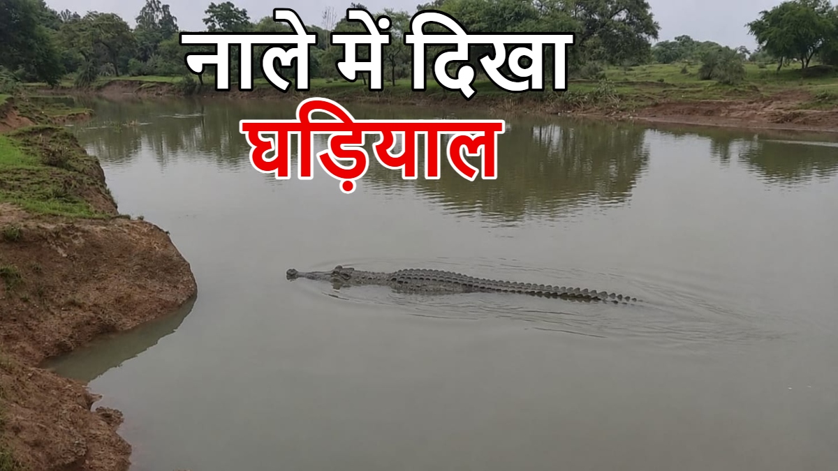 नाले में दिखाई दिया घड़ियाल: ग्रामीणों में दहशत का माहौल, वन विभाग ने की दूर रहने की अपील