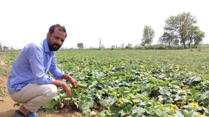 हरियाणा का हांसी बना प्रमुख सब्जी उत्पादक केंद्र, घीया और तोरी की खेती से किसानों को बंपर मुनाफा