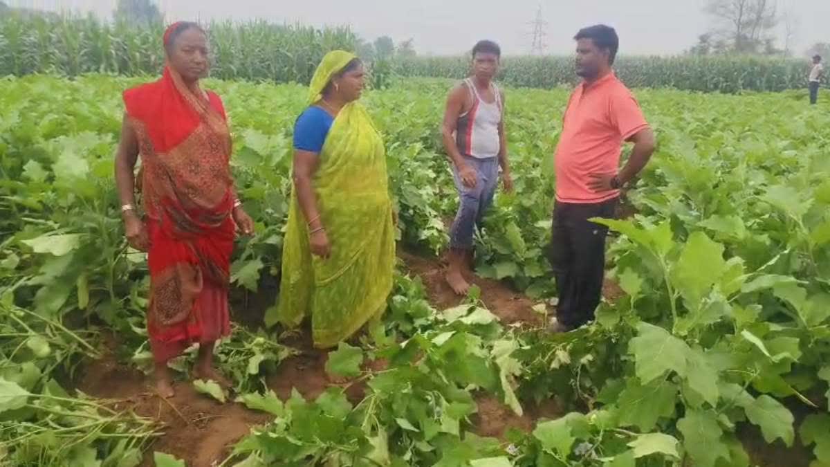 रामगढ़ में 22 हाथियों का आतंक: रातभर खेत रौंदे, जांगी गांव में मक्का, बैंगन, पत्तागोभी समेत कई फसलें बर्बाद