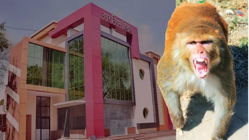 हिसार में बंदरों के आतंक से मिलेगी मुक्ति, नगर निगम पकड़ने के लिए देगा 600 रुपये प्रति बंदर