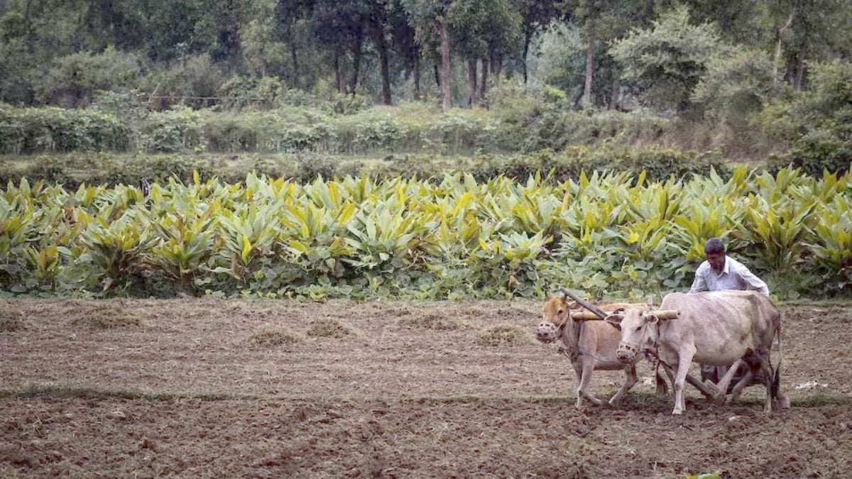 अल-नीनो के खतरे के बीच साय सरकार अलर्ट : खरीफ सीजन के लिए आकस्मिक कार्ययोजना तैयार, कम अवधि वाली फसल बोने की सलाह