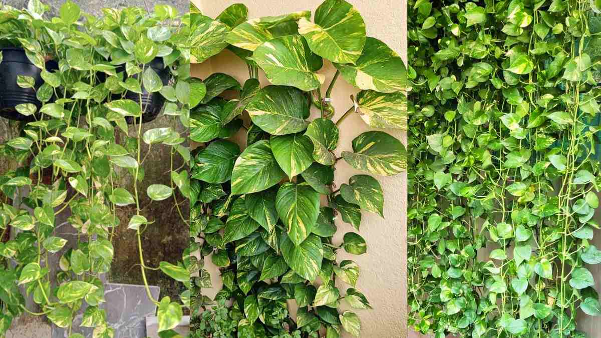 मनी प्लांट के साथ घर में लगाएं ये पौधा, पैसों की टेंशन धीरे-धीरे होने लगेगी दूर …