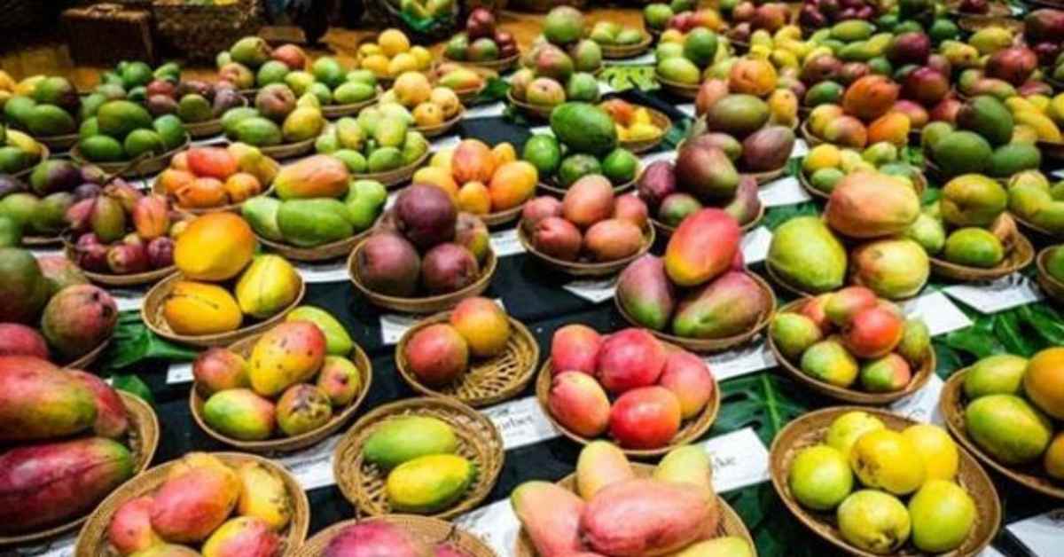 आम प्रेमियों के लिए खास आयोजनः 800 से अधिक आमों की प्रजातियों का होगा प्रदर्शन, प्रदर्शनी से पहचान दिलाने का प्रयास