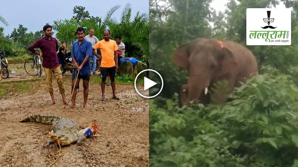 लगातार बारिश से बढ़ी वन्यजीवों की हलचल: गांव के तालाब में मगरमच्छ मिलने से मचा हड़कंप, इधर गुस्साए दंतैल हाथी ने राहगीर को दौड़ाया, बाइक भी की क्षतिग्रस्त, VIDEO वायरल