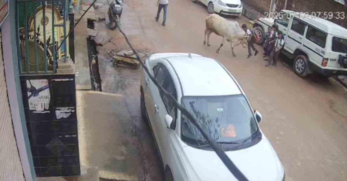 ललितपुर में दिल दहला देने वाली घटना, आवारा गाय ने स्कूल से लौट रहे मासूम पर किया हमला, फिर…