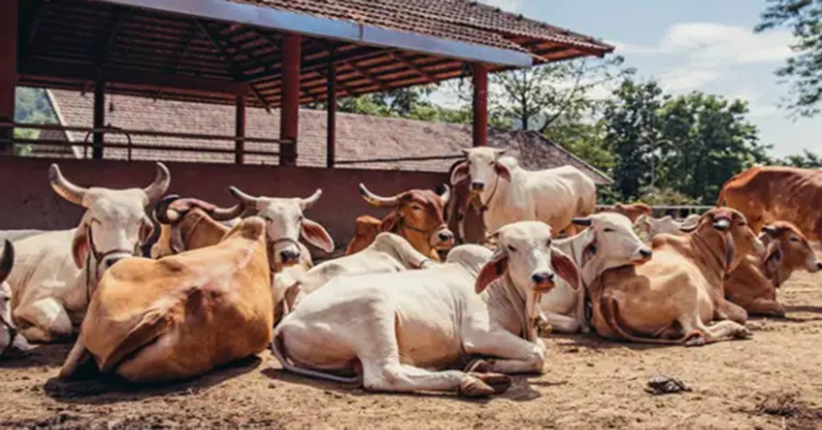 गोसंरक्षण से ग्रामीण समृद्धि : उत्तर प्रदेश का बहुआयामी विकास मॉडल- दिनेश सिंह