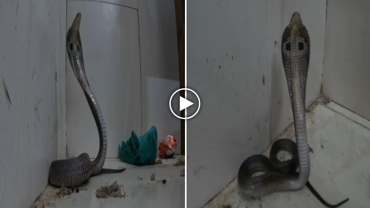 जिला अस्पताल में हड़कंप: डॉक्टर की टेबल के नीचे फन फैलाए बैठा था कोबरा, VIDEO देखकर दहल जाएगा आपका भी दिल