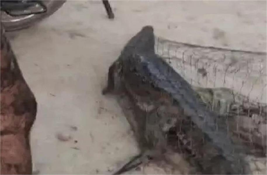 कुरुक्षेत्र की ड्रेन में मिला 6 फीट लंबा मगरमच्छ, आधे घंटे के रेस्क्यू के बाद पकड़ा गया
