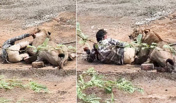 गुजरात: भावनगर में शेरनी का खौफ, पशुपालक को 30 मिनट तक दबोचे रखा; जान बचाने के लिए सहलाता रहा, VIDEO वायरल
