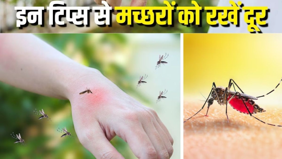 बारिश में मच्छरों से बचाव के लिए अपनाएं ये घरेलू उपाय, बिना धुएं के रहेगा पूरा परिवार सुरक्षित