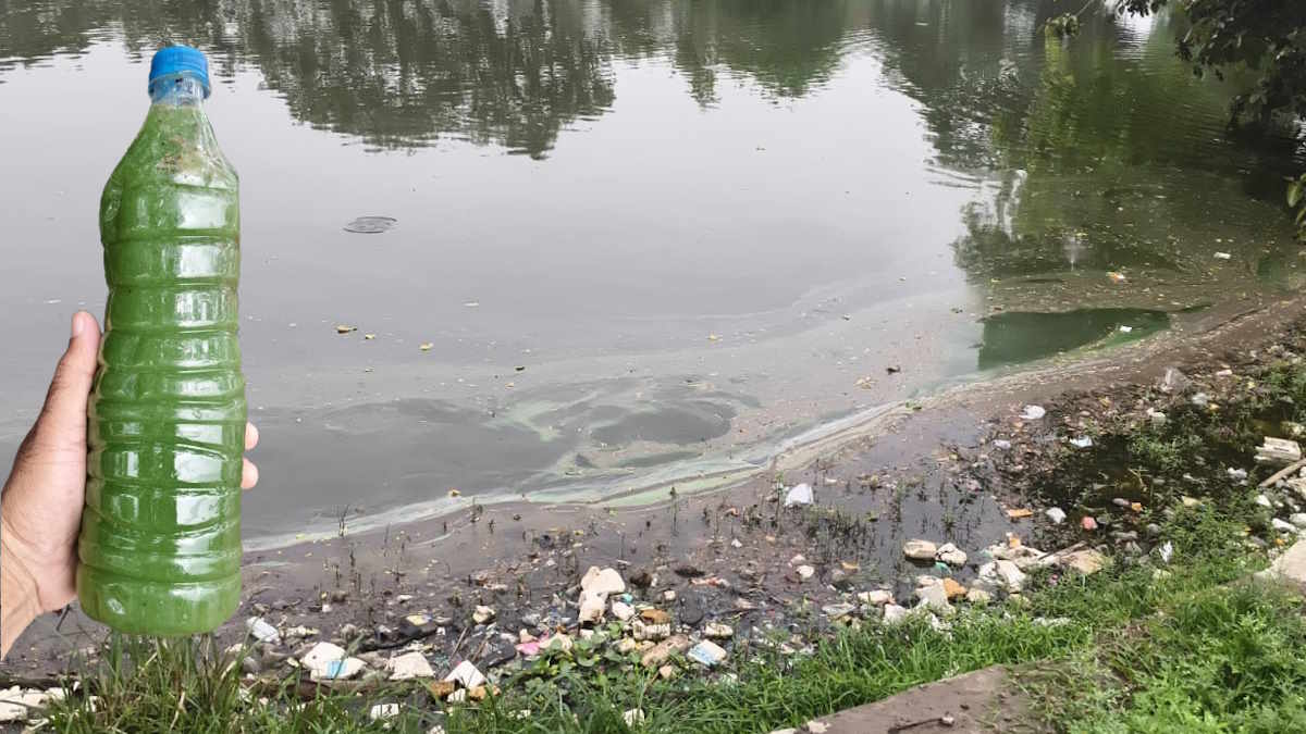झलमला के बाद अब दमऊवा तालाब का अस्तित्व भी खतरे में, सतह पर दिख रही हरे रंग की मोटी परत