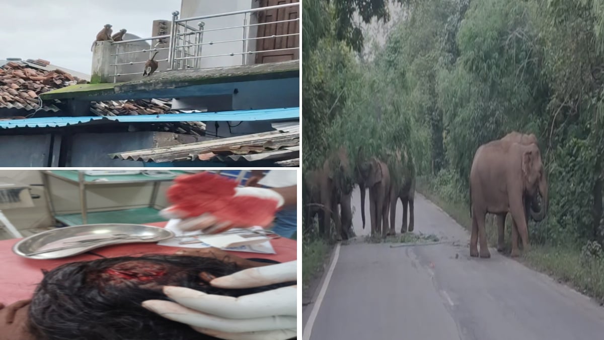 जंगली जानवरों के आंतक से दहला शहर: बंदरों ने लोगों को काटकर किया घायल, हाथियों ने सड़क को किया जाम
