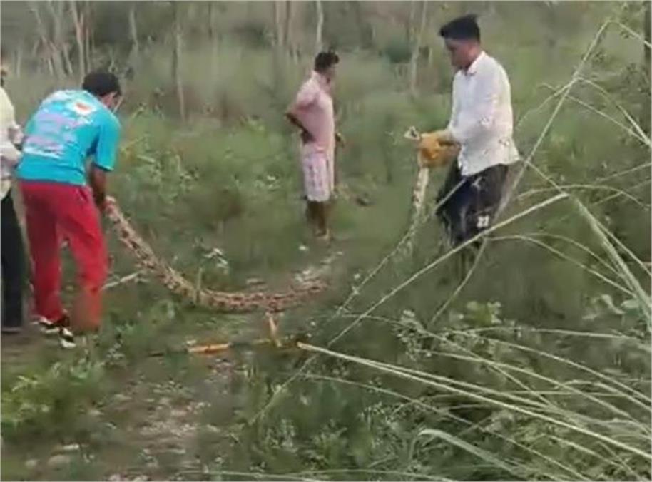 यमुनानगर में 15 फीट के अजगर ने जिंदा बकरी निगली, रेस्क्यू के दौरान उगला, गांव वाले दहशत में