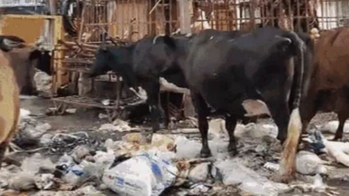 सफाईकर्मियों की हड़ताल का सातवां दिन, सड़कों पर पसरा 3,600 टन कचरा, डेंगू-मलेरिया का मंडराया खतरा