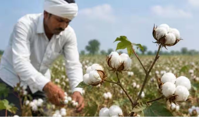 कपास किसानों के लिए हरियाणा सरकार का बड़ा फैसला, 4 हजार रुपये तक मिलेगी सब्सिडी; 15 सितंबर तक मौका