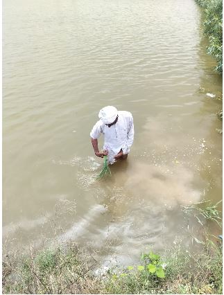 बड़ेसरा में जलभराव निकासी प्रोजेक्ट बना ‘सफेद हाथी’, 500 एकड़ फसल पर संकट; विजिलेंस जांच की मांग
