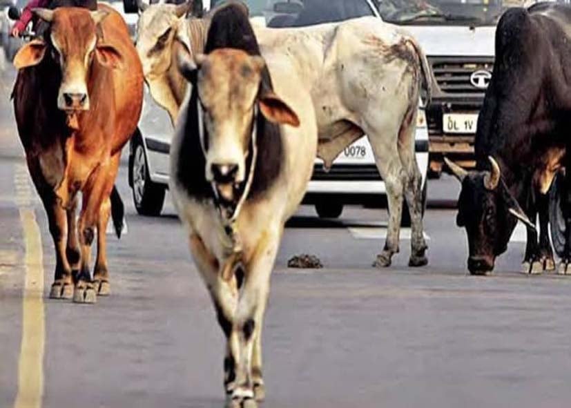 सड़कों पर घूमते मवेशियों से मिलेगी निजात? रेखा सरकार का एक्शन प्लान तैयार