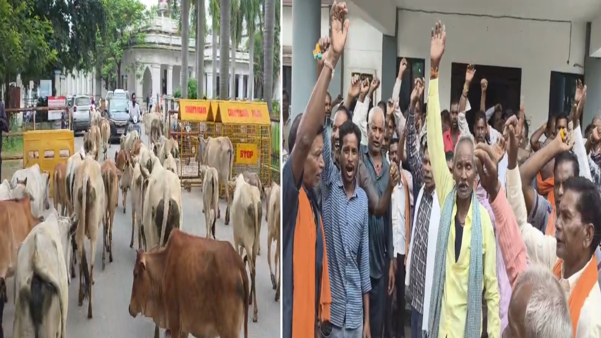अनोखा प्रदर्शन: आवारा मवेशी लेकर कलेक्ट्रेट पहुंचे ग्रामाीण, तो कहीं नगर पालिका और SDM कार्यालय में सौंपा ज्ञापन