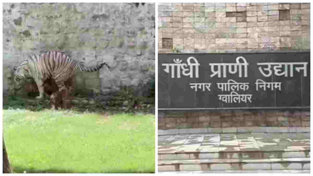 ग्वालियर चिड़ियाघर में व्हाइट टाइगर शावकों की चहलकदमी शुरू, बने पर्यटकों के आकर्षण का केंद्र  