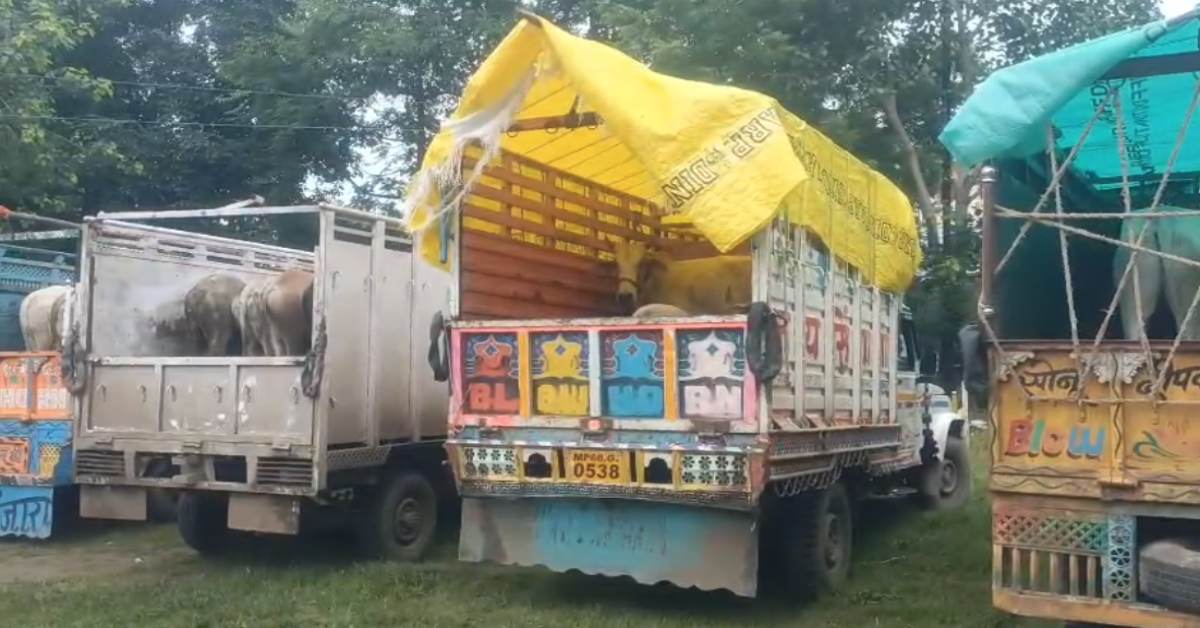 बागली के कलम फाटा पर बजरंग दल की नाकाबंदी, गोवंश से भरी 4 गाड़ियां पकड़ीं; महिला समेत 5 हिरासत में