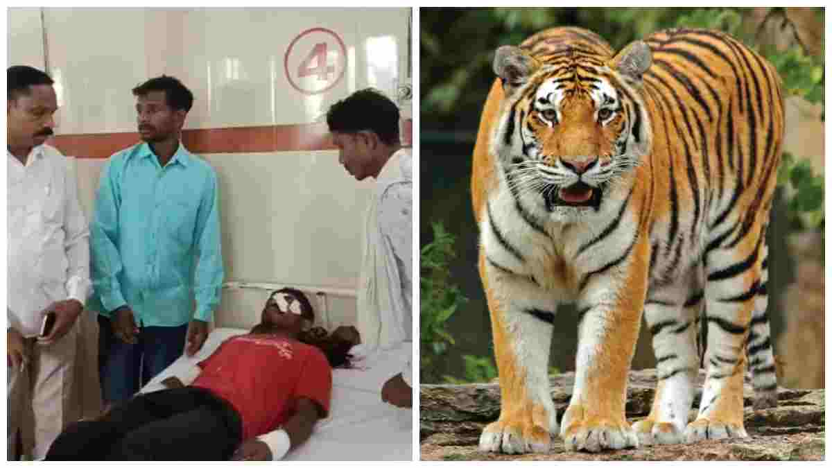 कान्हा बफर जोन में बाघ के हमला से ग्रामीण घायल, एक सप्ताह में तीसरी घटना