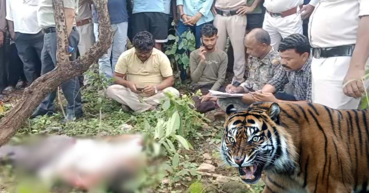 बालाघाट में बाघ का आतंक! जंगल में मवेशी चराने गए किसान को बनाया निवाला, गाय और बछड़े का भी किया शिकार