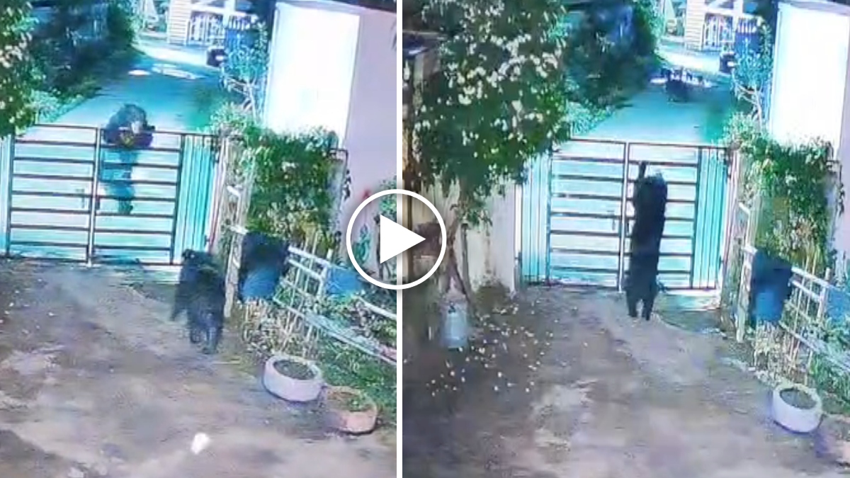 भालूओं का आतंक जारी: घर का मेन गेट पार करते CCTV में हुए कैद, लोगों में दहशत का माहौल