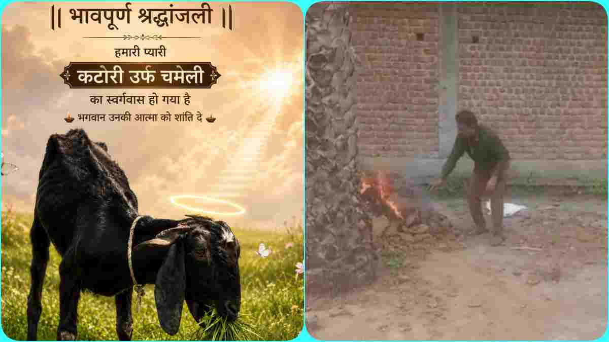 बेटी जैसी पाली थी ‘कटोरी’…  बकरी की मौत पर किसान ने कराई तेरहवीं, 500 लोगों को कराया भोज