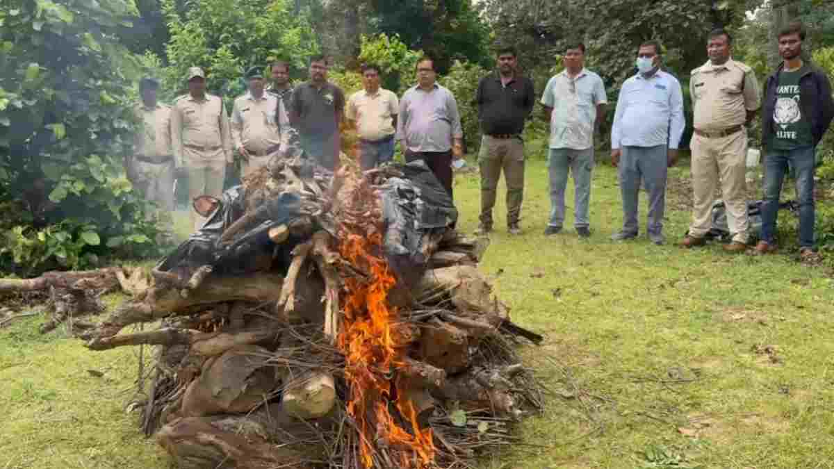 बांधवगढ़ रिजर्व में मिला बाघ का शव, इस साल 10 टाइगर की हुई मौत, पोस्टमार्टम के बाद किया शवदाह