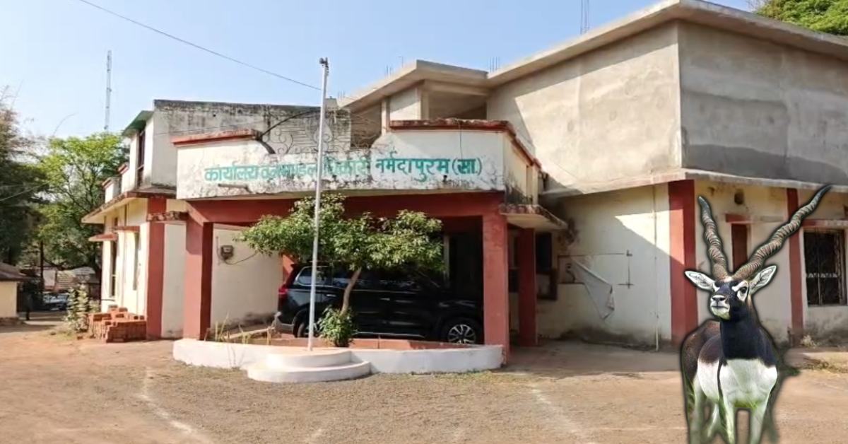 काले हिरणों की तड़पती मौत पर 7 महीने तक ‘दावत’ उड़ाता रहा वन विभाग! जब मीडिया ने घेरा, तब टूटी DFO साहब की ‘कुंभकर्णी’ नींद!