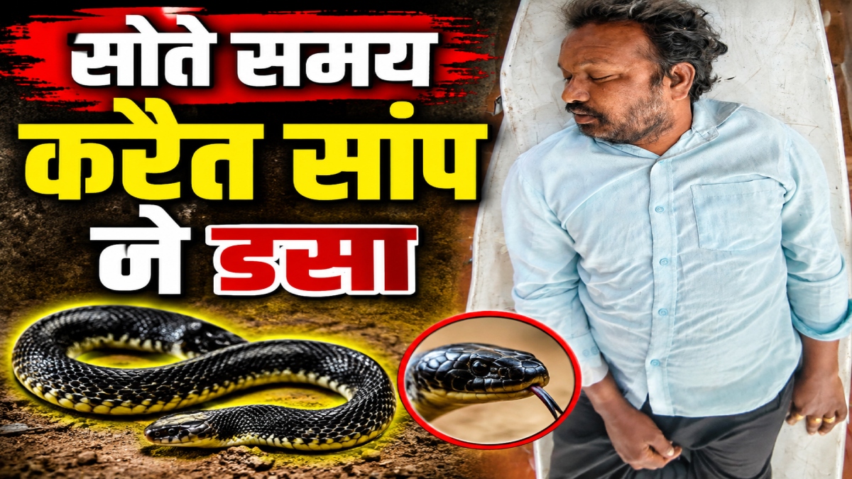 कॉमन करैत का आतंक: सो रहे शख्स को डसा, इलाज से पहले हुई मौत