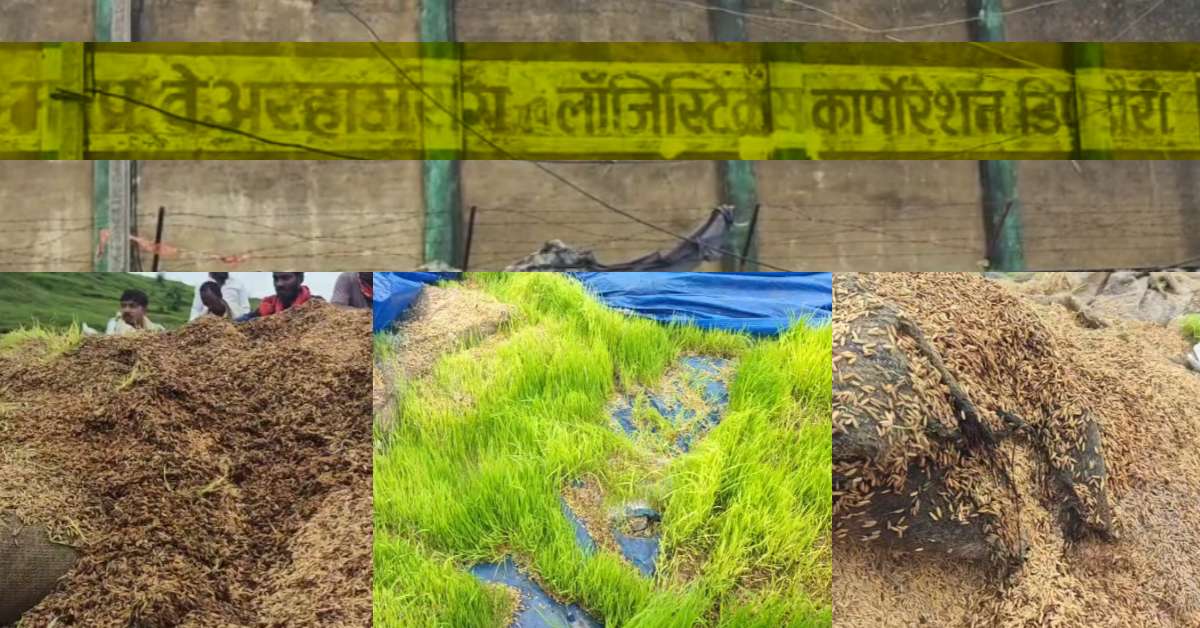 निगवानी वेयरहाउस में लापरवाही का ‘उगा’ नजारा: खुले में सड़ी हजारों क्विंटल धान, अब छंटाई कर राइस मिलों में भेजने का खेल