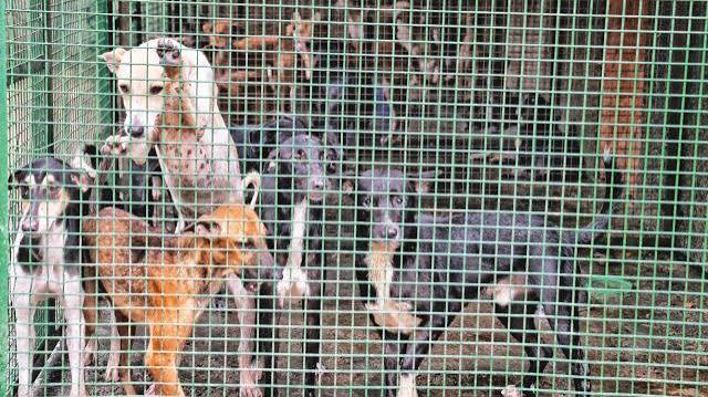 रांची में आवारा कुत्तों पर लगेगी लगाम : 2.1 करोड़ से बनेगा पशु आश्रय और नसबंदी केंद्र, बड़गाईं में होगा निर्माण