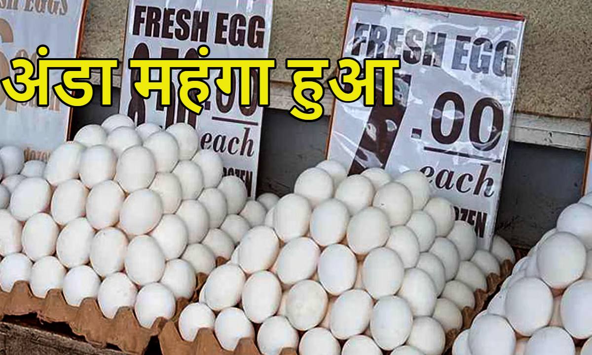 चीनी-प्याज के बाद अब अंडा महंगा हुआ: 35-40% बढ़े दाम, इथेनॉल से है सीधा कनेक्शन