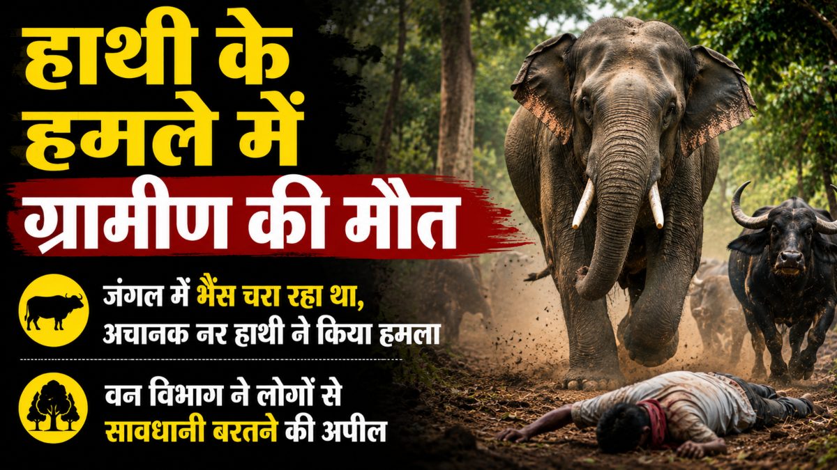 हाथी के हमले में ग्रामीण की मौत: जंगल में भैंस चरा रहा था, अचानक नर हाथी ने किया हमला, वन विभाग ने लोगों से सावधानी बरतने की अपील