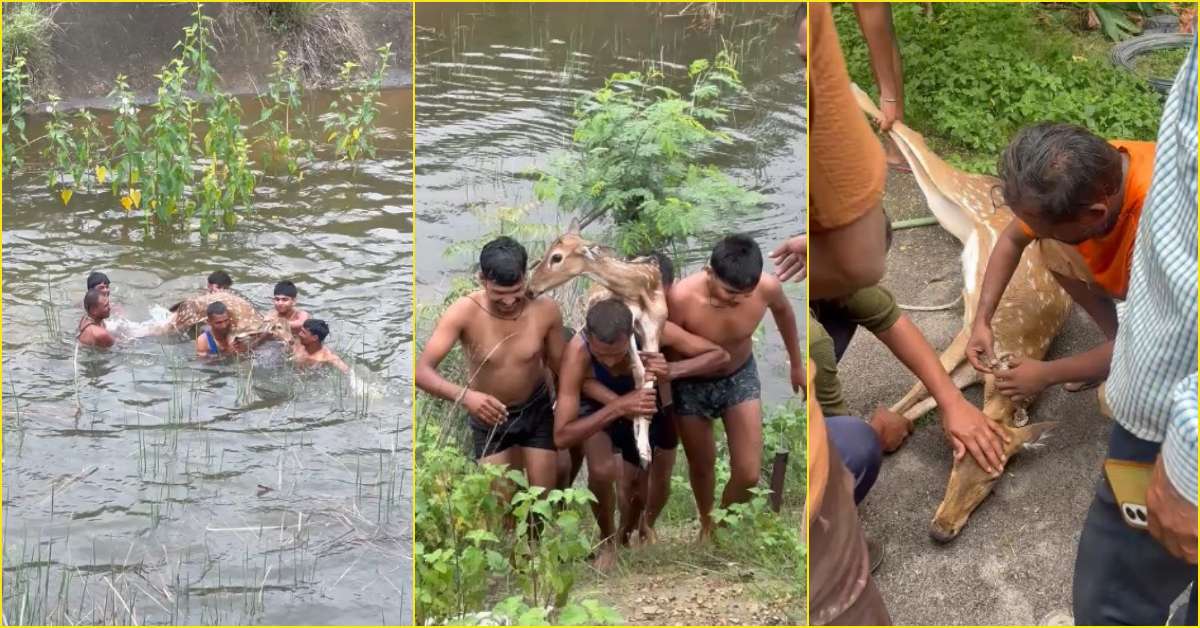 3 दिनों से नहर में तड़प रहा था हिरण का बच्चा! स्थानीय युवाओं ने बचाई जान, पेश की मानवता की मिसाल