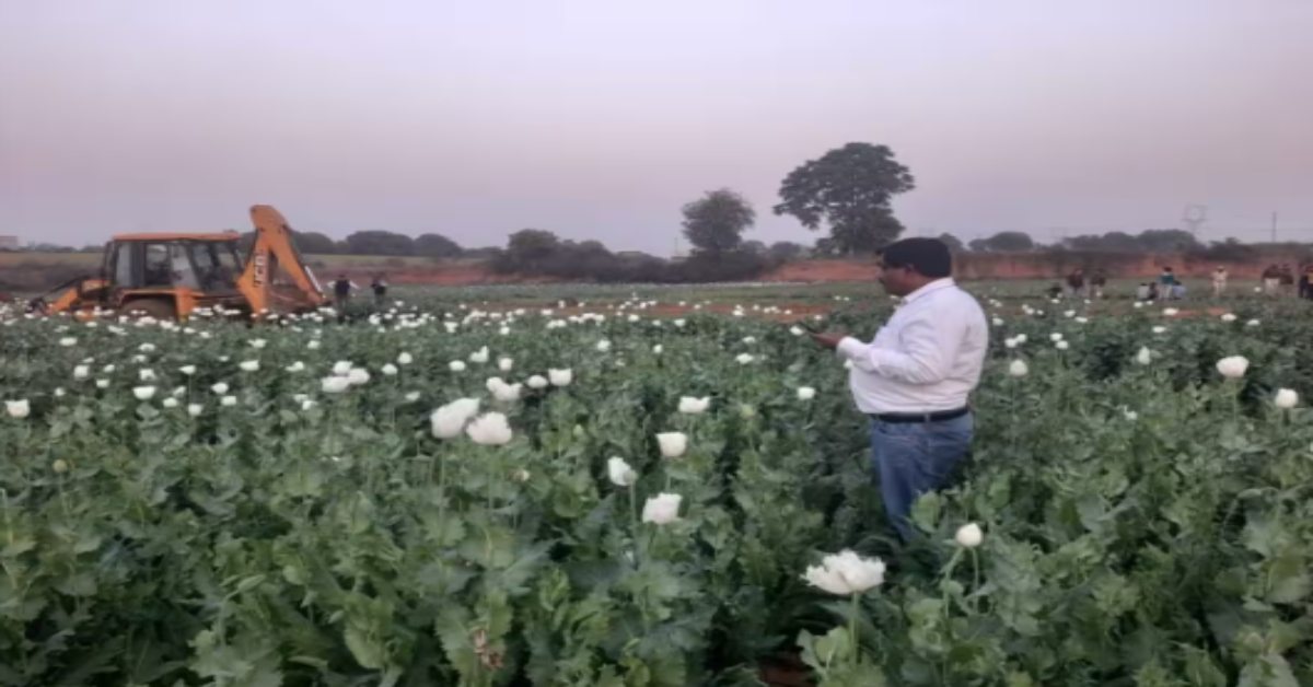 ग्वालियर में अवैध अफीम खेती केस में जांच फेल! 4 साल में नहीं मिला असली जिम्मेदार, कोर्ट ने लगाई फटकार