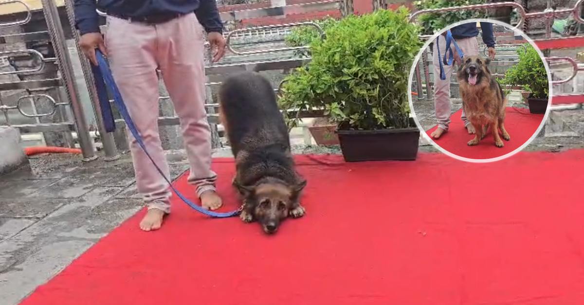 डॉग ‘खली’ की अनोखी भक्ति! सावन के सोमवार को रखती है व्रत, खाना छोड़कर सिर्फ पीती है दूध