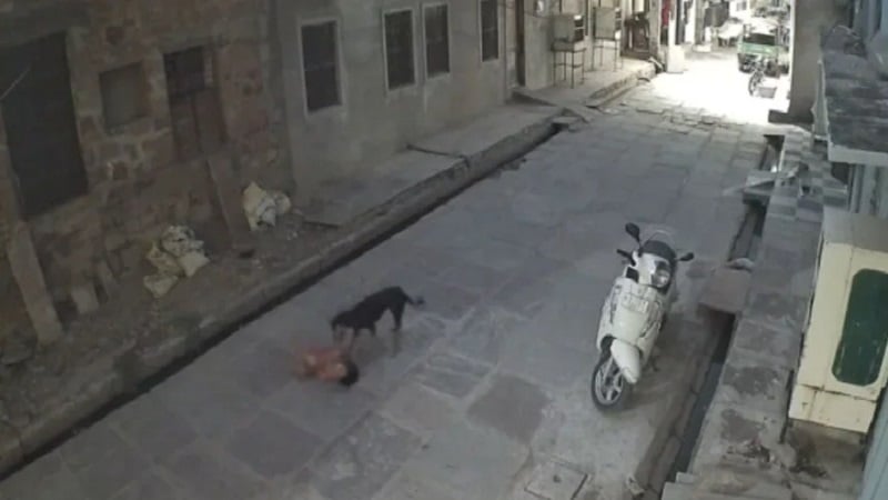 CCTV में कैद खौफनाक मंजर: 5 साल की बच्ची को सड़क पर घसीटता रहा कुत्ता, चीख सुनकर दौड़े लोग