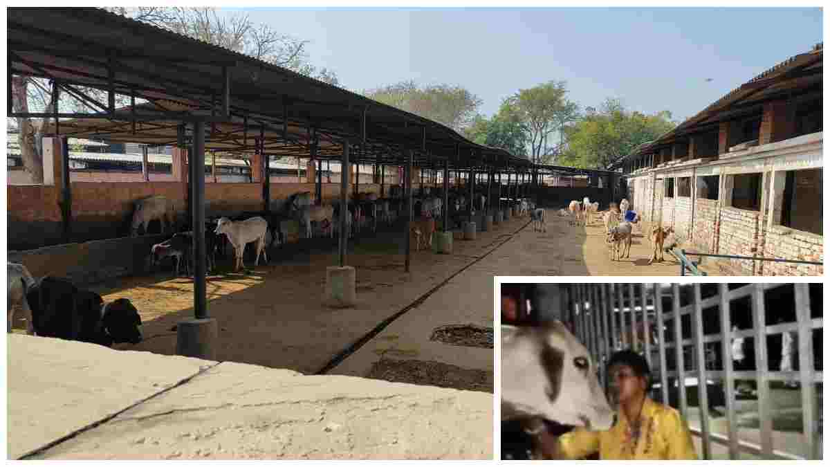 ग्वालियर आदर्श गौशाला प्रदर्शन मामला: नगर निगम आयुक्त ने MPRRDA के महाप्रबंधक को लिखा पत्र, हिमांचली मिश्रा के खिलाफ विभागीय कार्रवाई की मांग