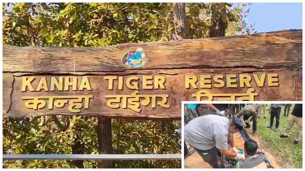 कान्हा टाइगर रिजर्व: महिला की जान लेने वाली आदमखोर बाघिन टी-27 का सफल रेस्क्यू, भेजी गई वन विहार भोपाल