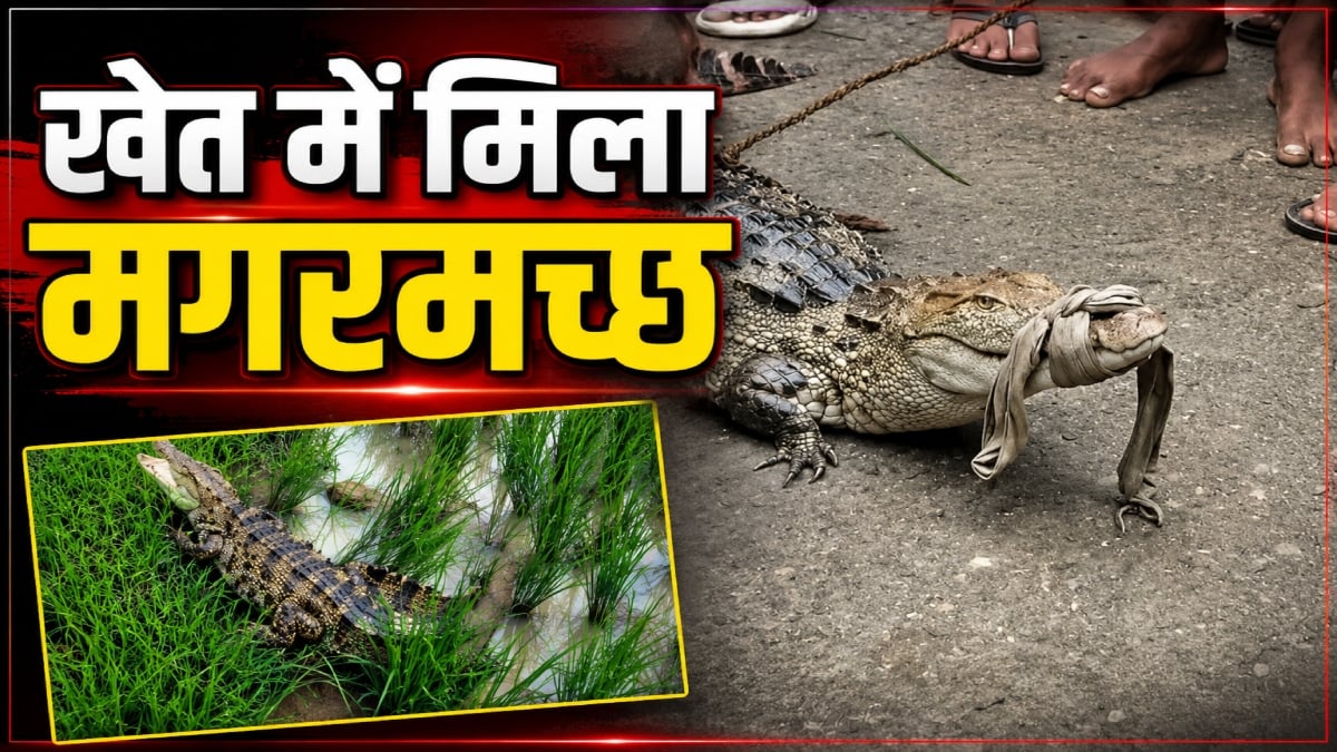 खेत में मिला मगरमच्छ: ग्रामीणों ने पकड़कर दी वन विभाग को सूचना, पहुंची रेस्क्यू टीम, देखें वीडियो