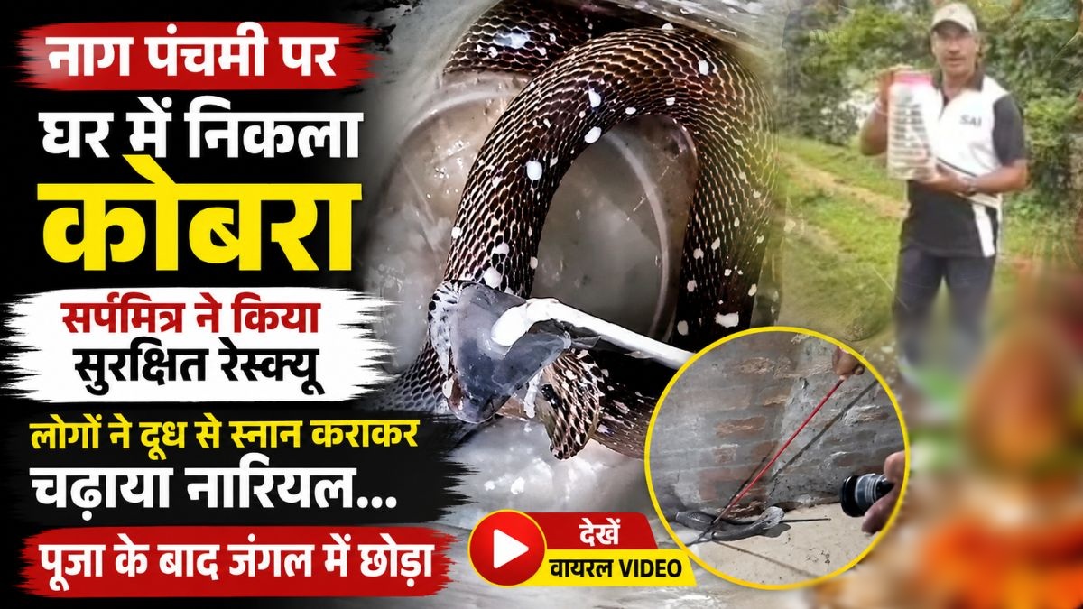 नाग पंचमी पर घर में निकला कोबरा: सर्पमित्र ने किया सुरक्षित रेस्क्यू, लोगों ने दूध से स्नान कराकर चढ़ाया नारियल… पूजा के बाद जंगल में छोड़ा, देखें वायरल VIDEO