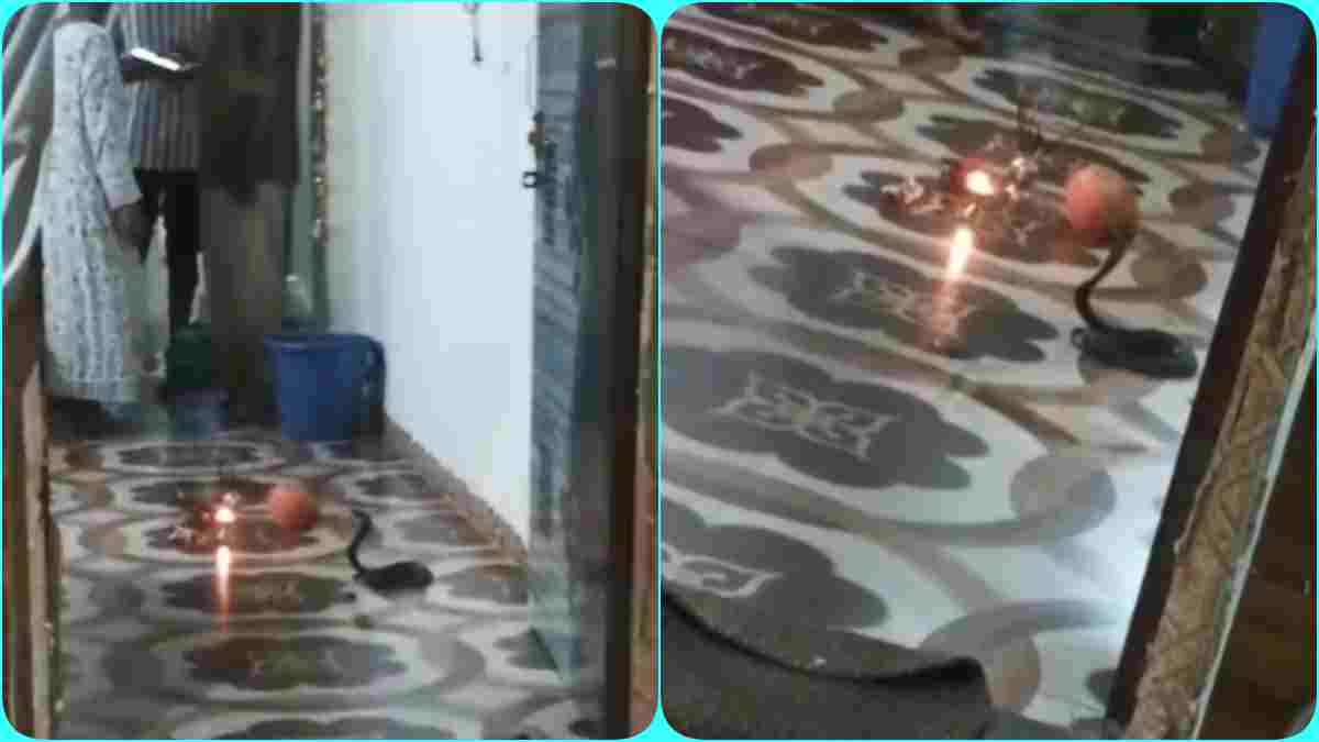 घर के हॉल में फन फैलाए 2 घंटे बैठी रही नागिन, परिवार ने पूजा कर चढ़ाया प्रसाद, दर्शन करने उमड़े लोग