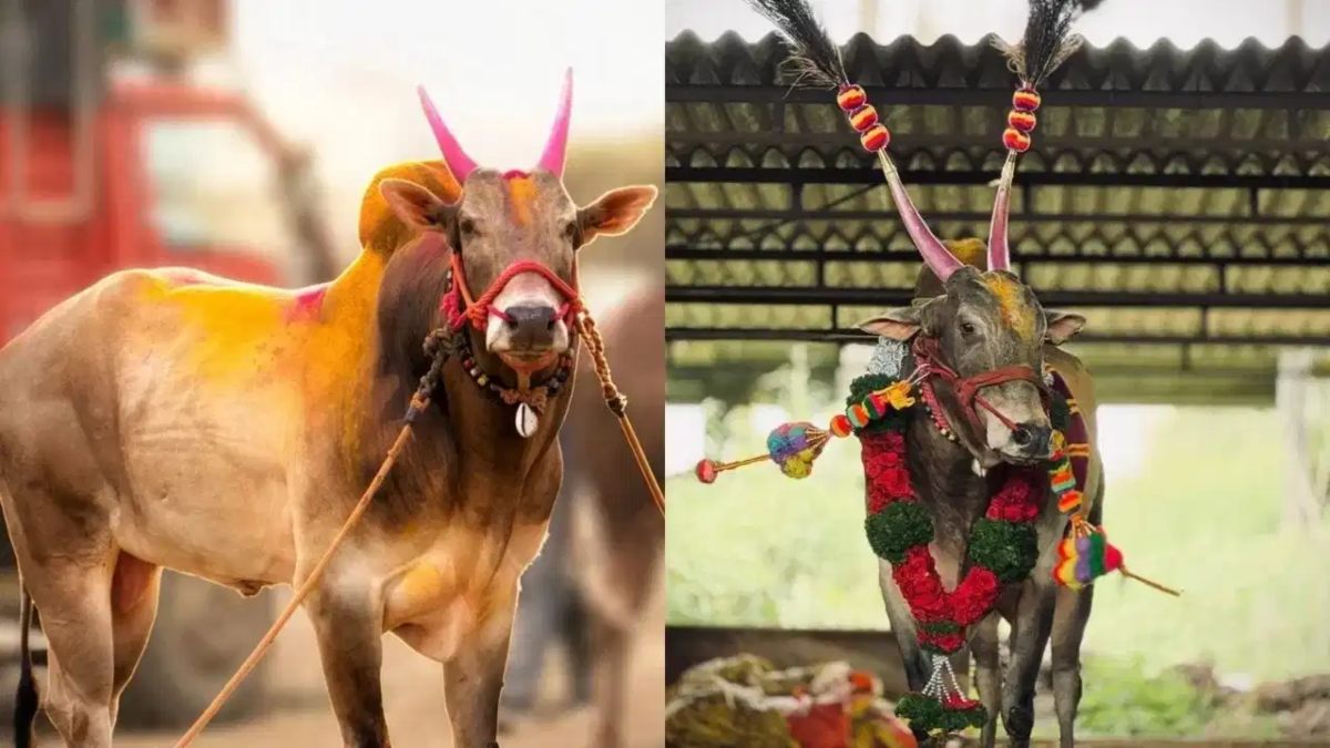 3 जेसीबी, 8 थार, 12 ट्रॅक्टर और 175 बाइक …. बैलगाड़ी रेस का चैंपियन ‘ओम्या बैल’, जिसने मालिक को बनाया धनकुबेर, पढ़े ये स्टोरी